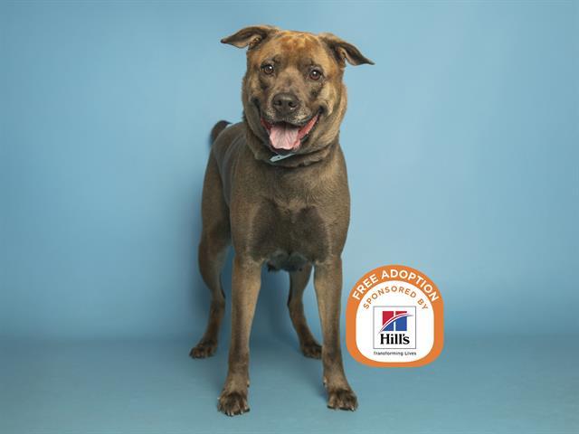 LEGACY, Adoptable, Adult Female German Shepherd Dog & Mixed Breed.