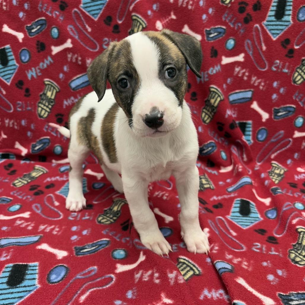 Sunday, Adoptable, Puppy Female Pit Bull Terrier.