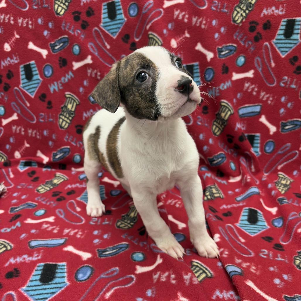 Sunday, a Adoptable Pit Bull Terrier in Beaumont, TX image 1/3