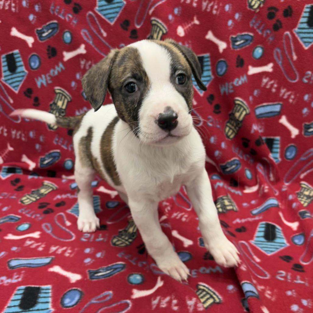 Sunday, a Adoptable Pit Bull Terrier in Beaumont, TX image 3/3