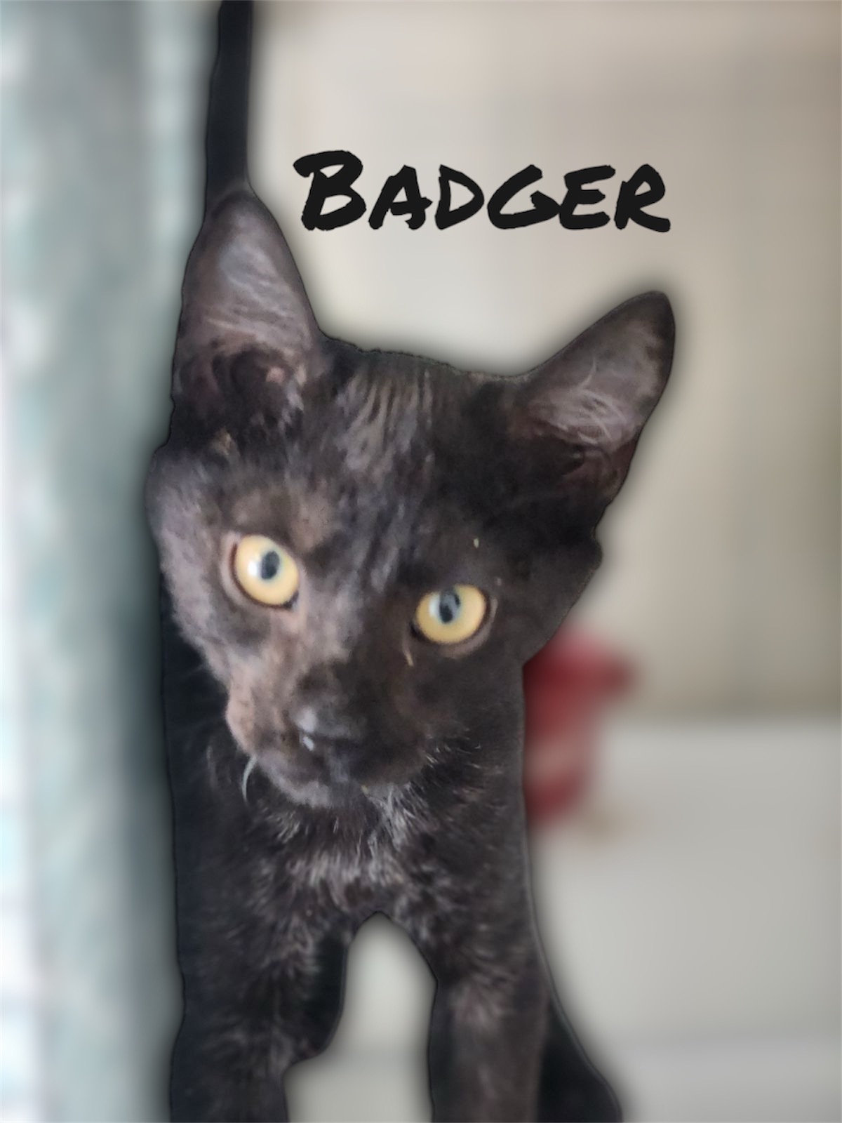 Cat for adoption Badger, a Domestic Short Hair in Auburn, CA Petfinder