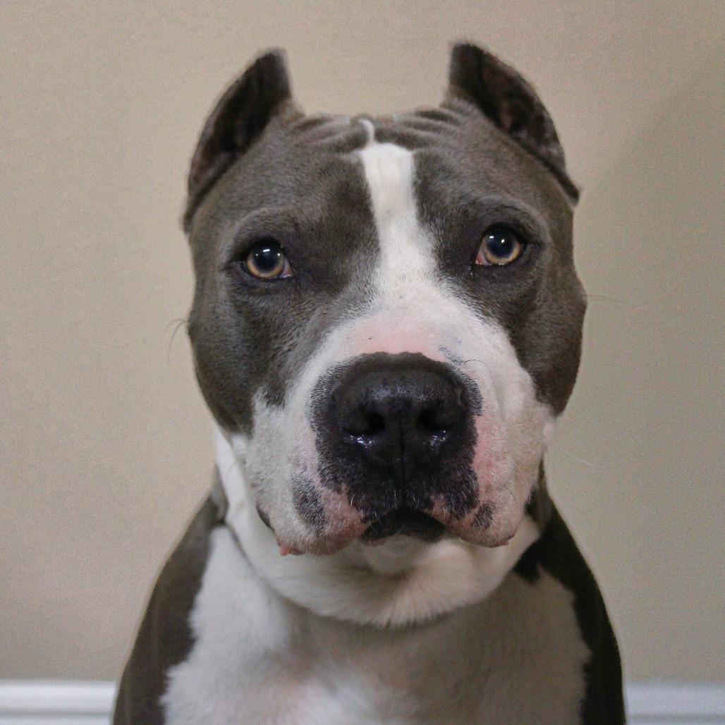 Enlarge Dior, a Adoptable American Staffordshire Terrier in Lake Panasoffkee, FL image 1/6