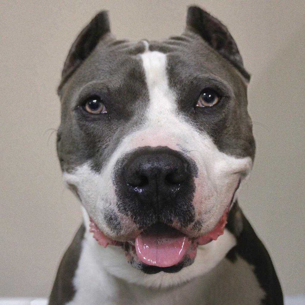 Enlarge Dior, a Adoptable American Staffordshire Terrier in Lake Panasoffkee, FL image 2/6