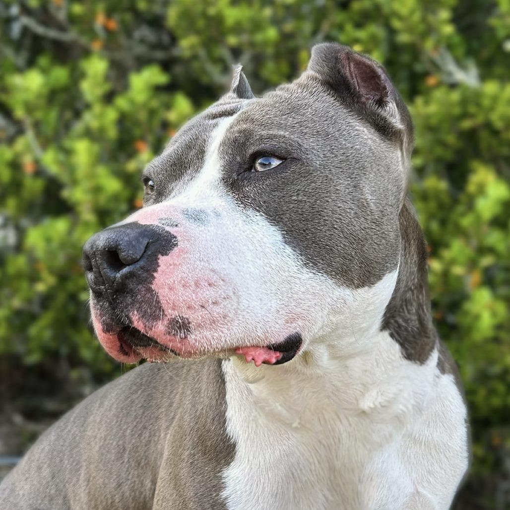 Enlarge Dior, a Adoptable American Staffordshire Terrier in Lake Panasoffkee, FL image 3/6