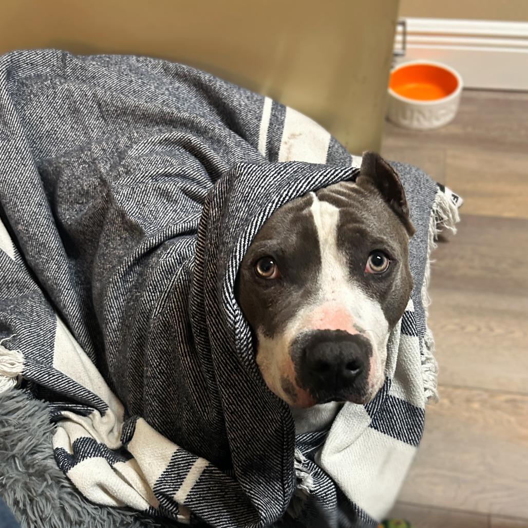 Enlarge Dior, a Adoptable American Staffordshire Terrier in Lake Panasoffkee, FL image 4/6