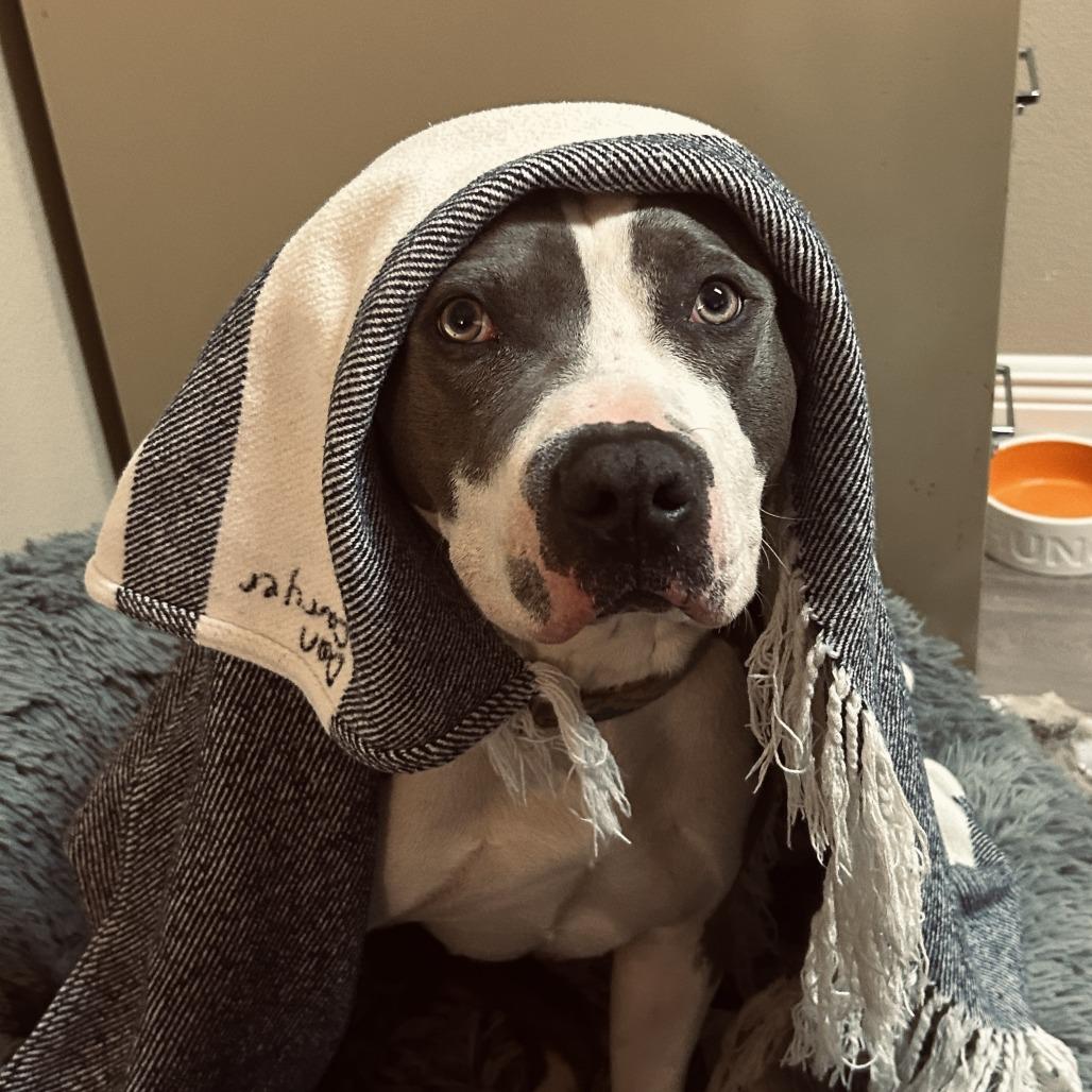 Enlarge Dior, a Adoptable American Staffordshire Terrier in Lake Panasoffkee, FL image 6/6