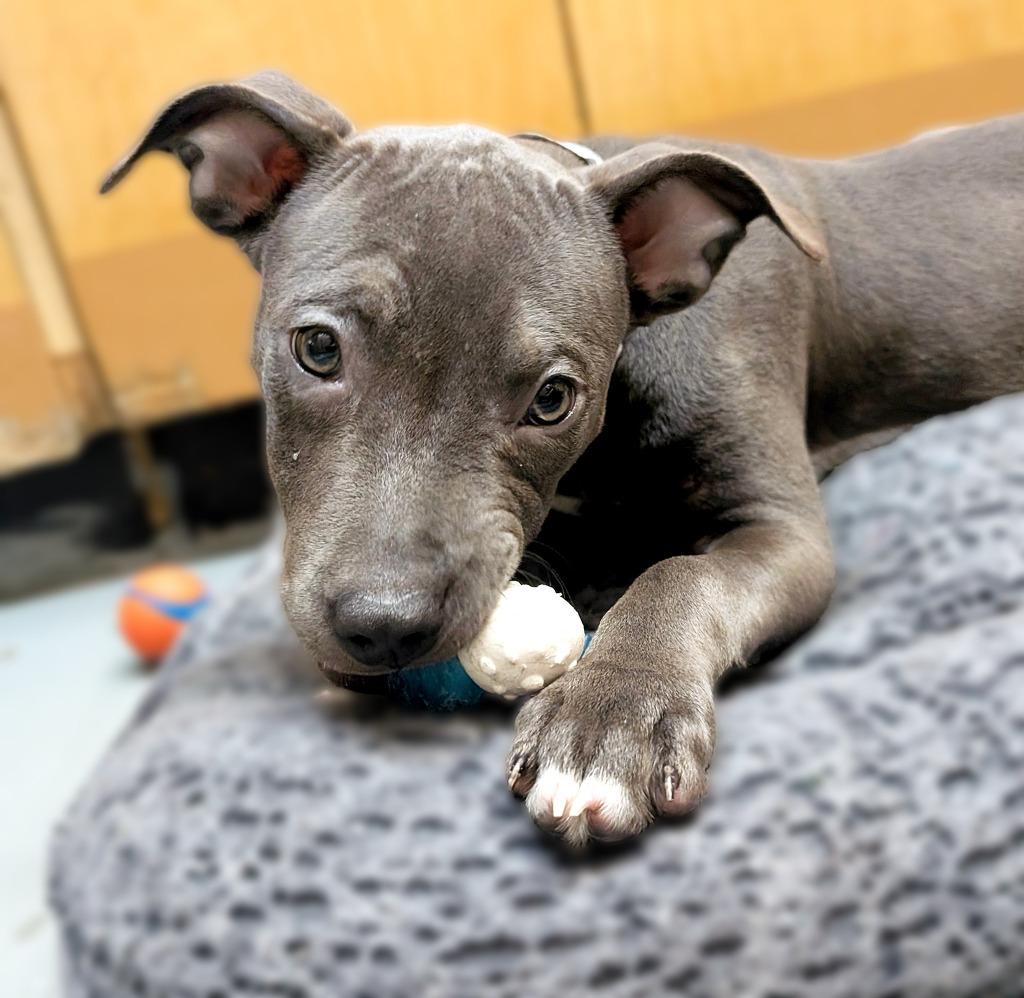 Violet, Adoptable, Puppy Female Mixed Breed.