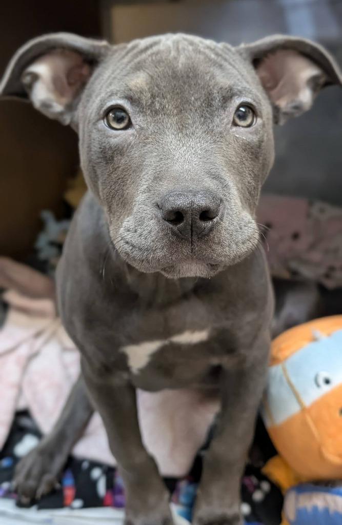 Violet, a Adoptable mixed breed in Warren, MI image 2/6