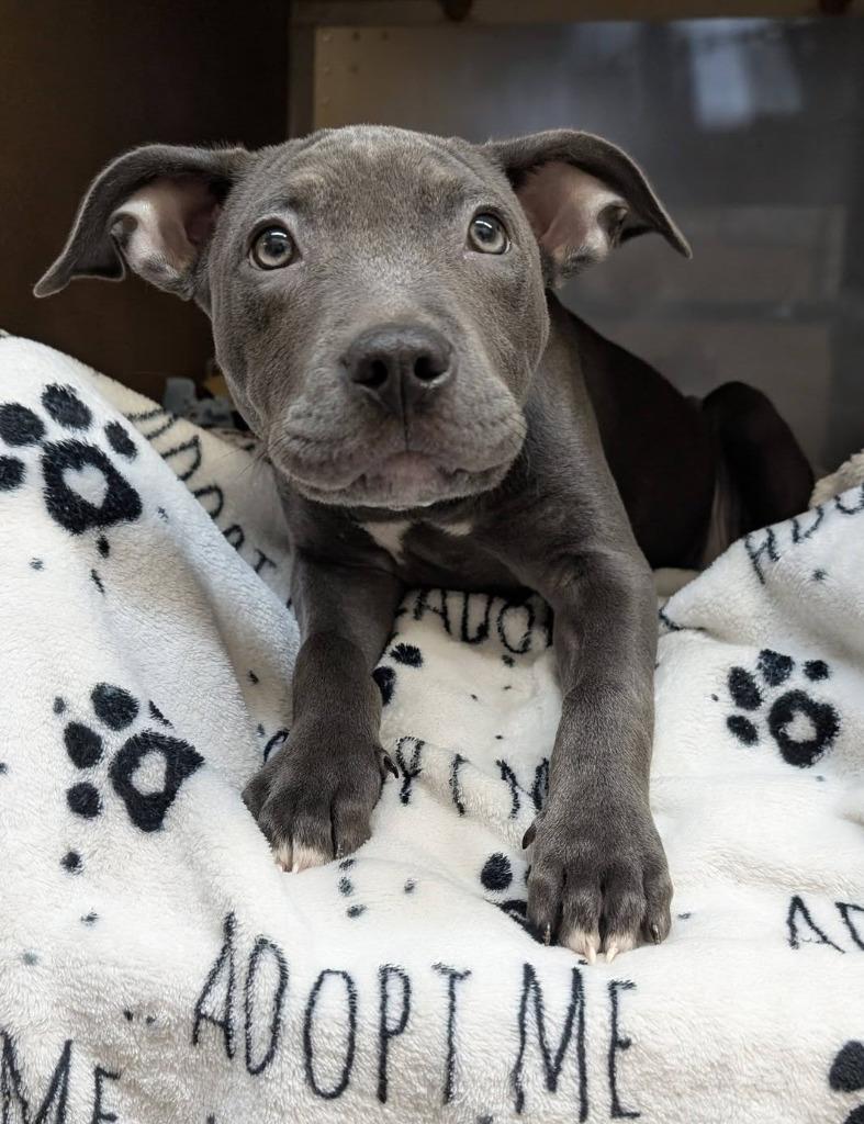 Violet, a Adoptable mixed breed in Warren, MI image 3/6