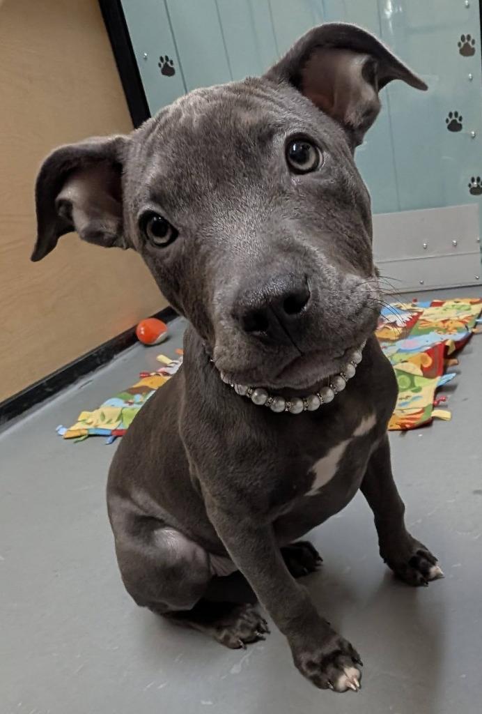 Violet, a Adoptable mixed breed in Warren, MI image 4/6