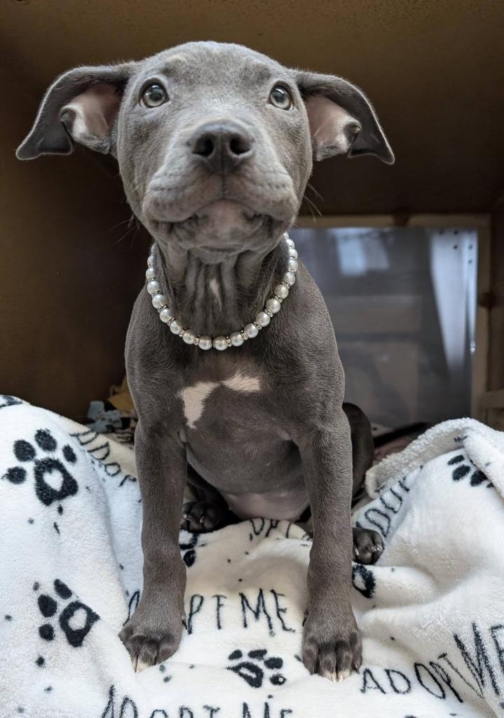 Violet, a Adoptable mixed breed in Warren, MI image 5/6