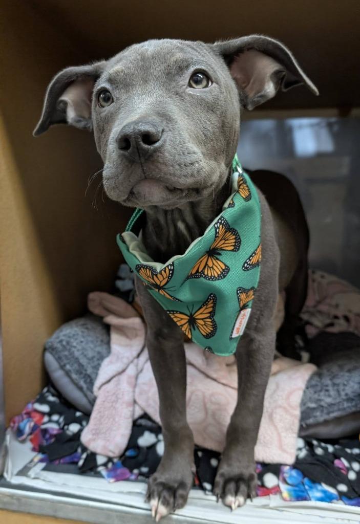 Violet, a Adoptable mixed breed in Warren, MI image 6/6
