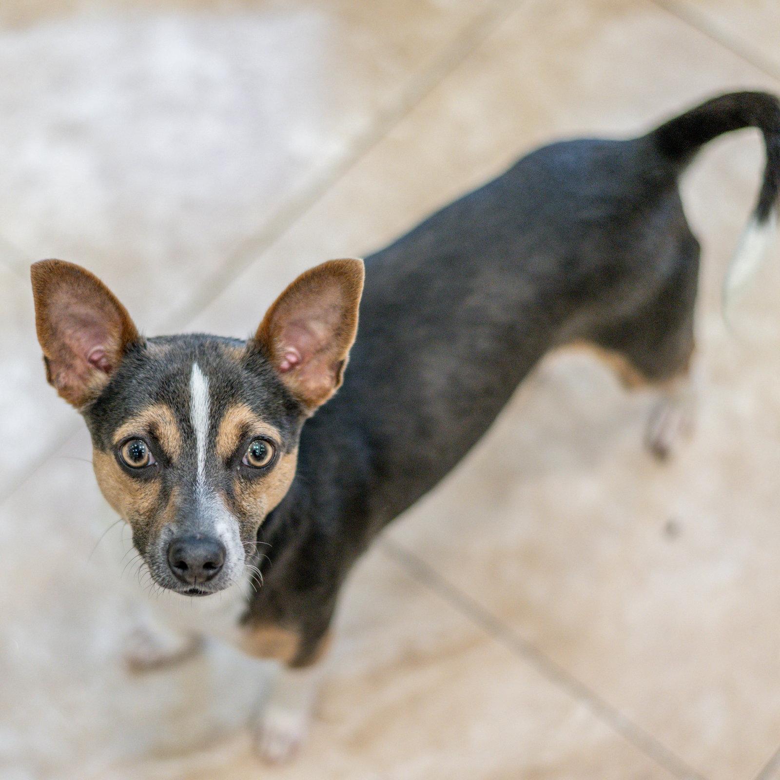 Enlarge Atticus, a Adopted mixed breed in Hilton Head Island, SC image 1/3