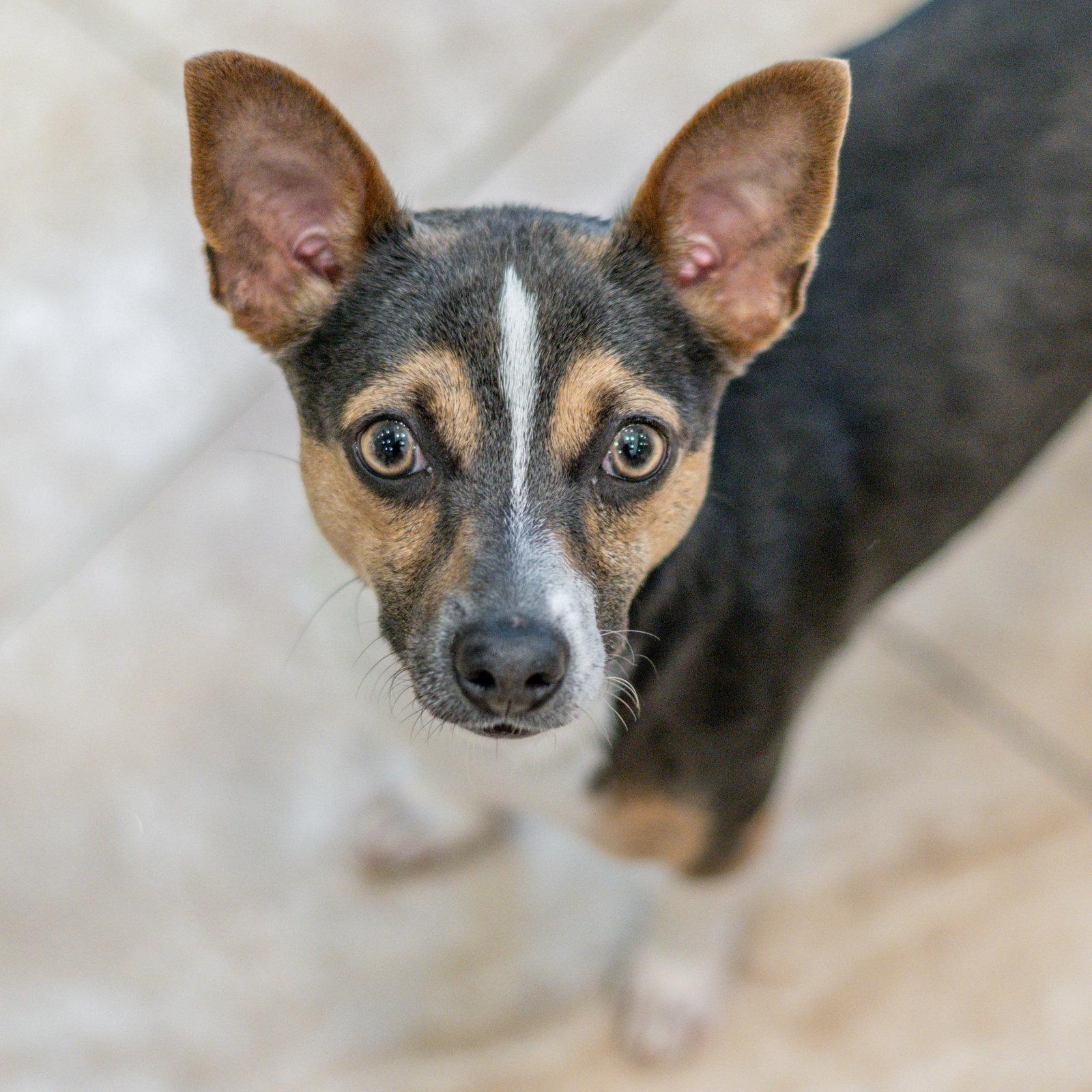Enlarge Atticus, a Adopted mixed breed in Hilton Head Island, SC image 2/3