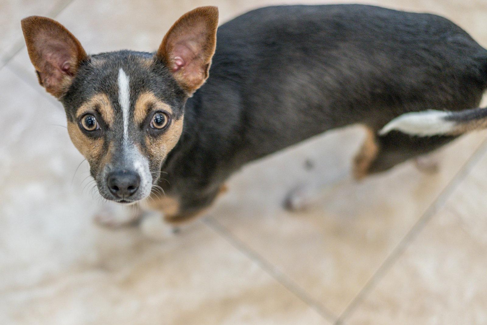 Enlarge Atticus, a Adopted mixed breed in Hilton Head Island, SC image 3/3