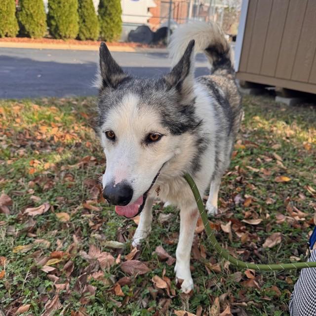 SNOWFLAKE, Adoptable, Adult Female Husky & Mixed Breed.
