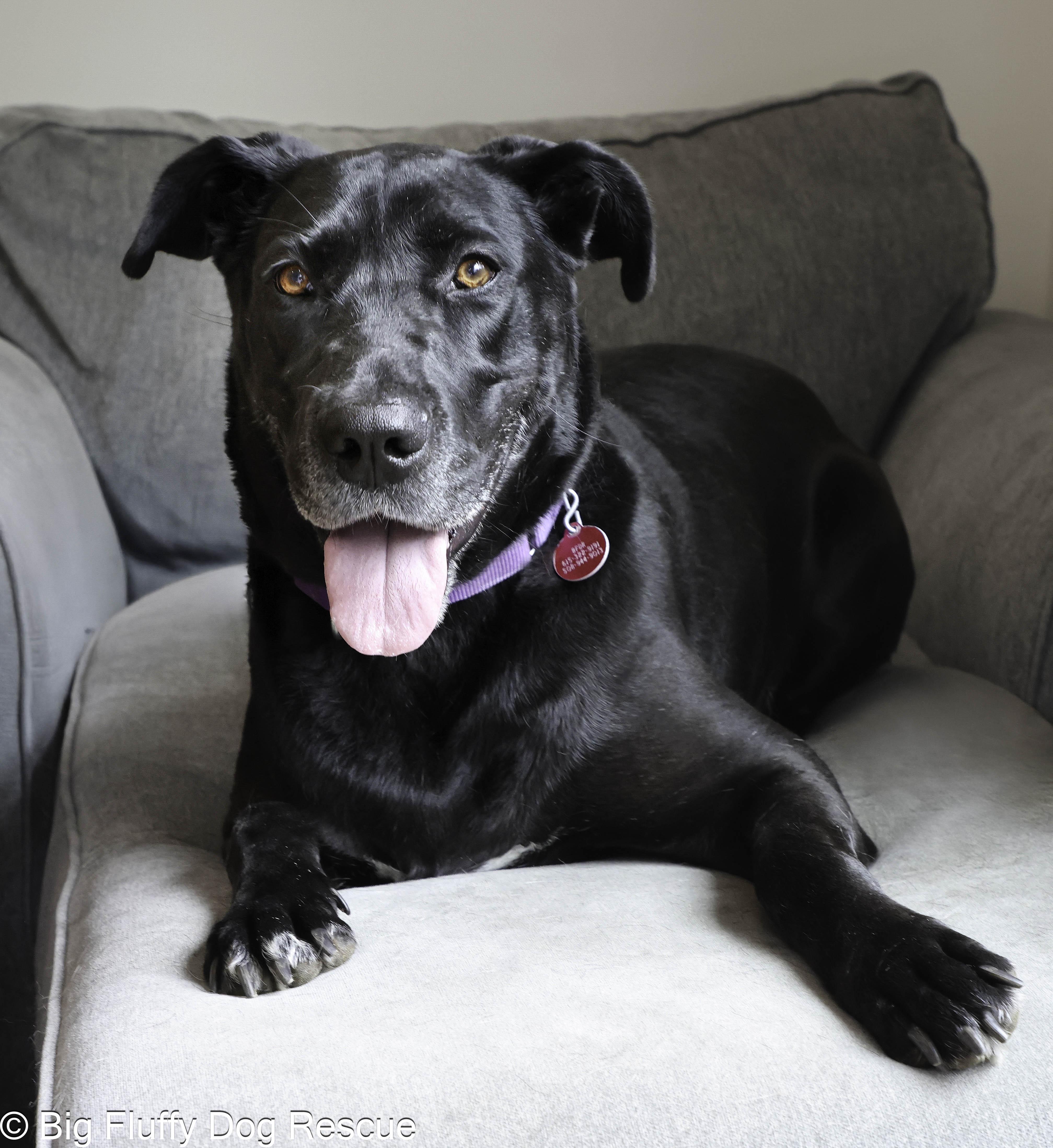 Enlarge Penny, a Adoptable mixed breed in Clarksville, TN image 5/5
