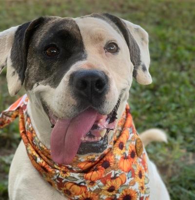 Amara, an adoptable Hound, Labrador Retriever in Palmyra, VA, 22963 | Photo Image 3