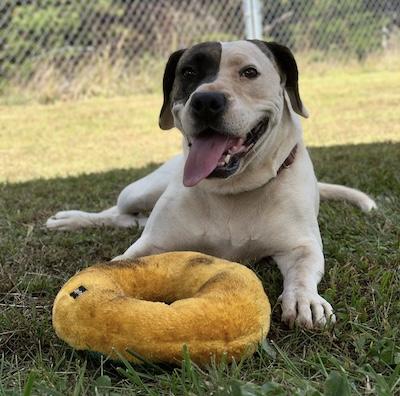 Amara, an adoptable Hound, Labrador Retriever in Palmyra, VA, 22963 | Photo Image 1