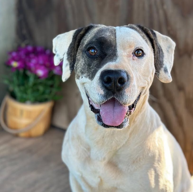 Amara, Adult Female Hound