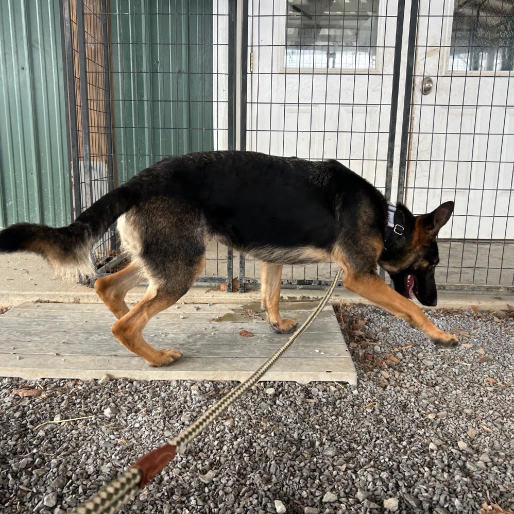 Gigi (26-027), Adoptable, Young Female German Shepherd Dog.