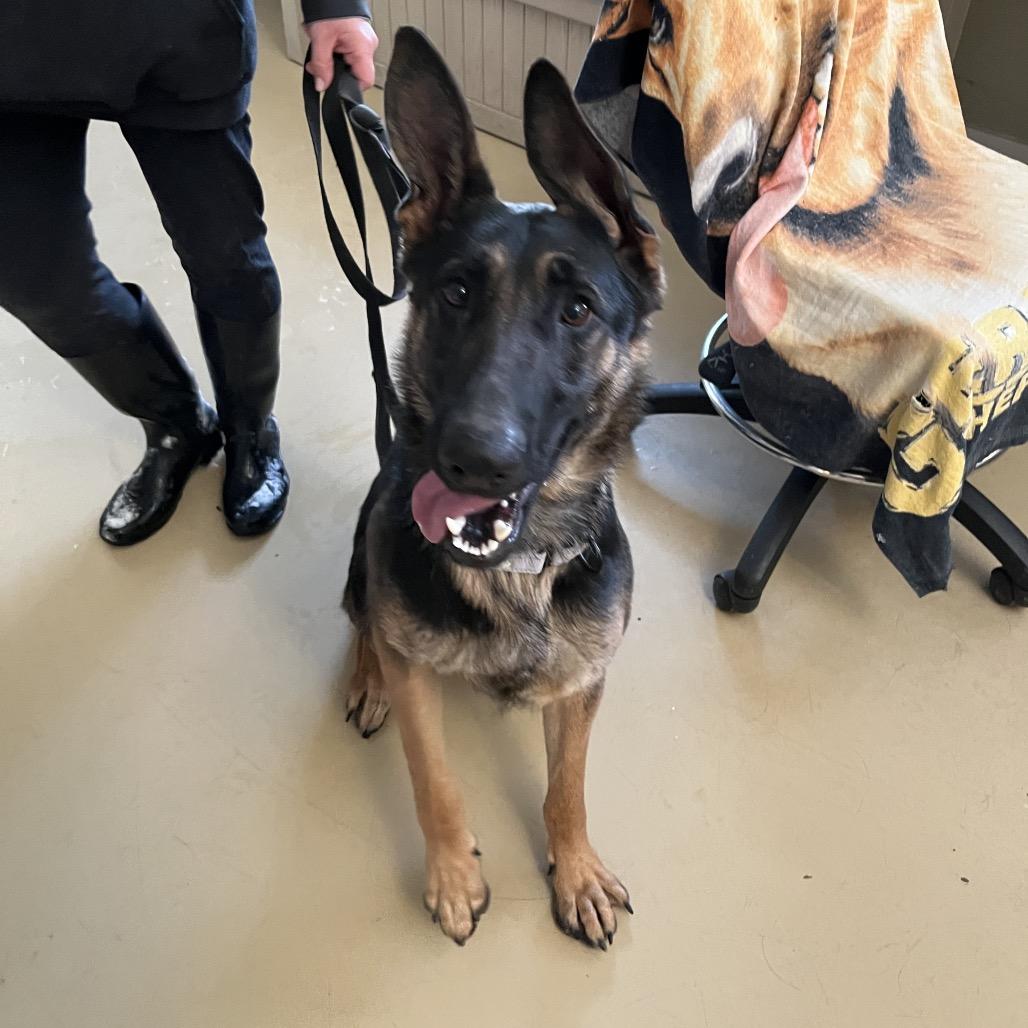 Gigi (26-027), Adoptable, Young Female German Shepherd Dog.