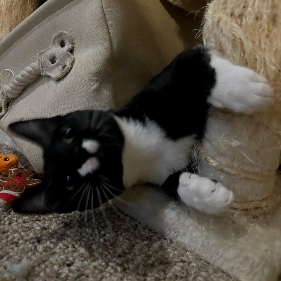 Enlarge Gizmo, a ADOPTABLE Tuxedo in Maple Shade, NJ image 1/5