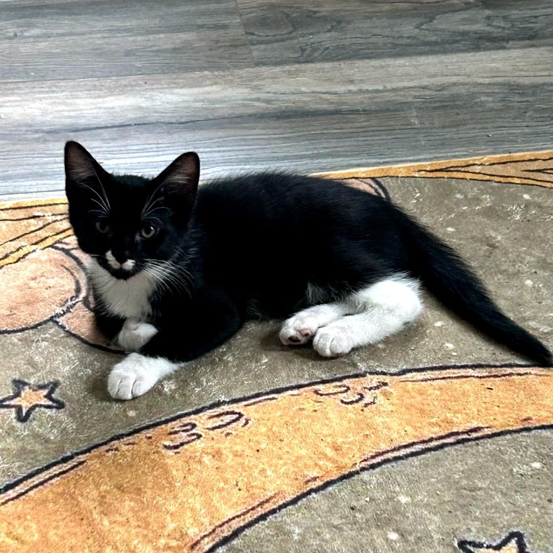 Enlarge Gizmo, a ADOPTABLE Tuxedo in Maple Shade, NJ image 2/5