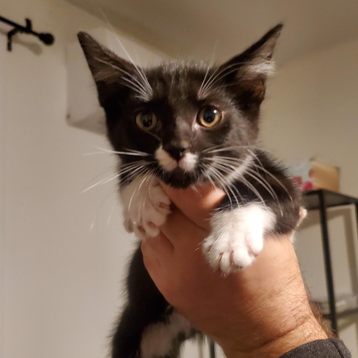 Enlarge Gizmo, a ADOPTABLE Tuxedo in Maple Shade, NJ image 3/5