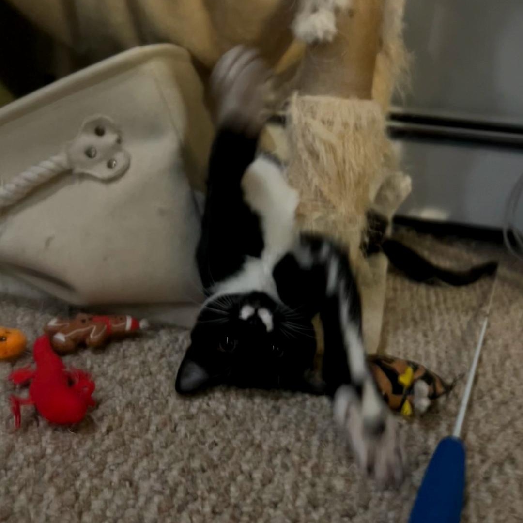 Enlarge Gizmo, a ADOPTABLE Tuxedo in Maple Shade, NJ image 4/5