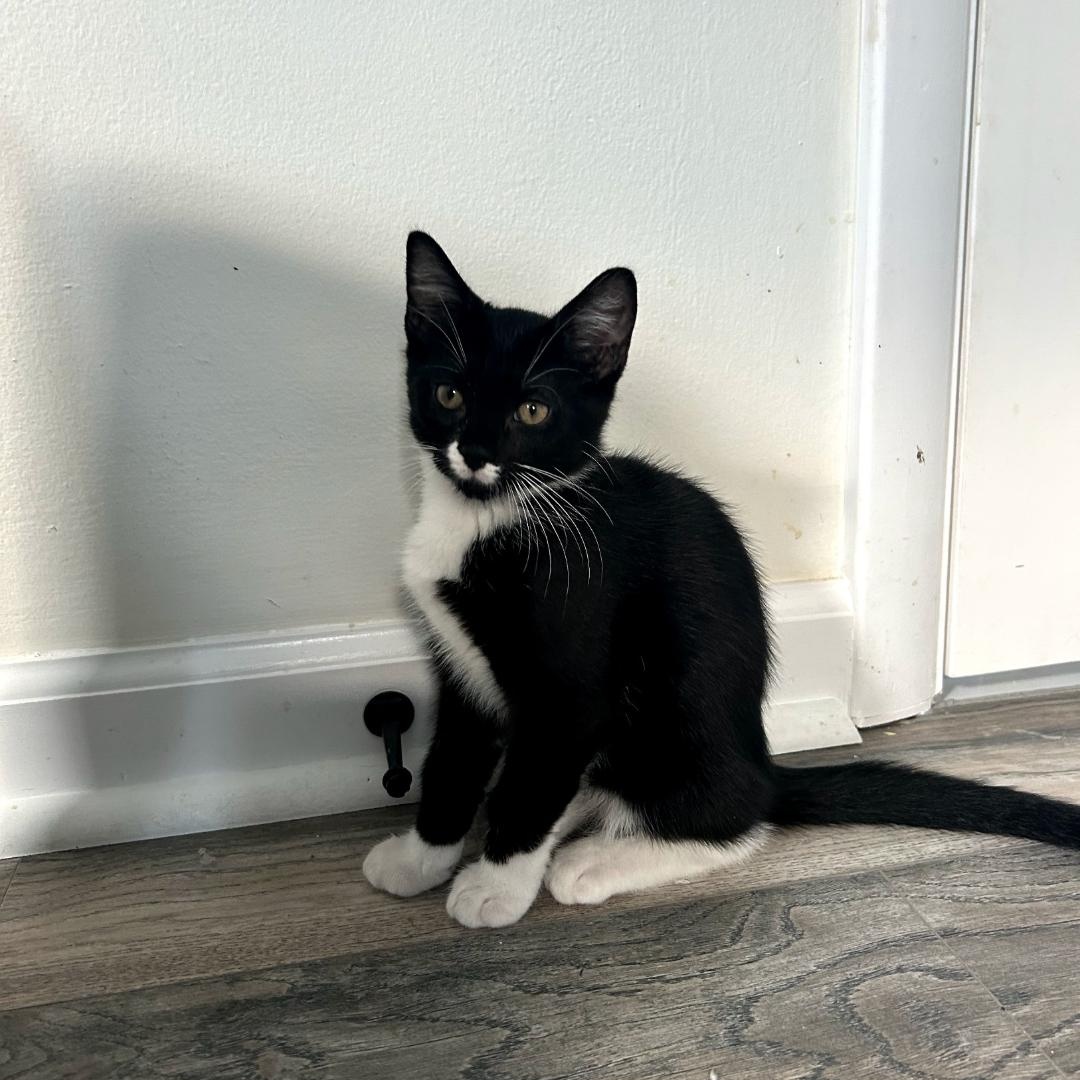 Enlarge Gizmo, a ADOPTABLE Tuxedo in Maple Shade, NJ image 5/5