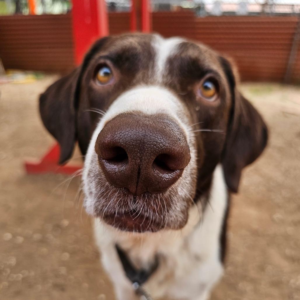 Enlarge Frankincense, a Adoptable mixed breed in Austin, TX image 1/6