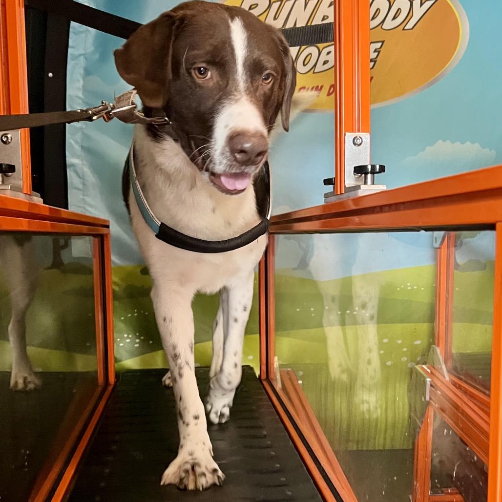 Enlarge Frankincense, a Adoptable mixed breed in Austin, TX image 2/6