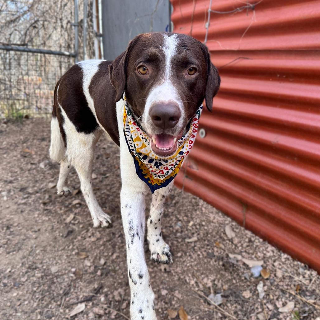 Enlarge Frankincense, a Adoptable mixed breed in Austin, TX image 3/6