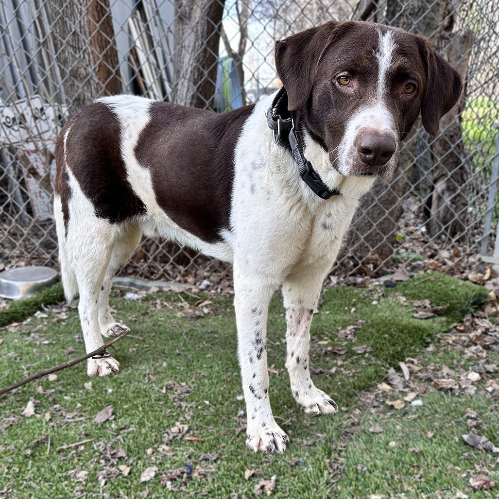 Enlarge Frankincense, a Adoptable mixed breed in Austin, TX image 4/6