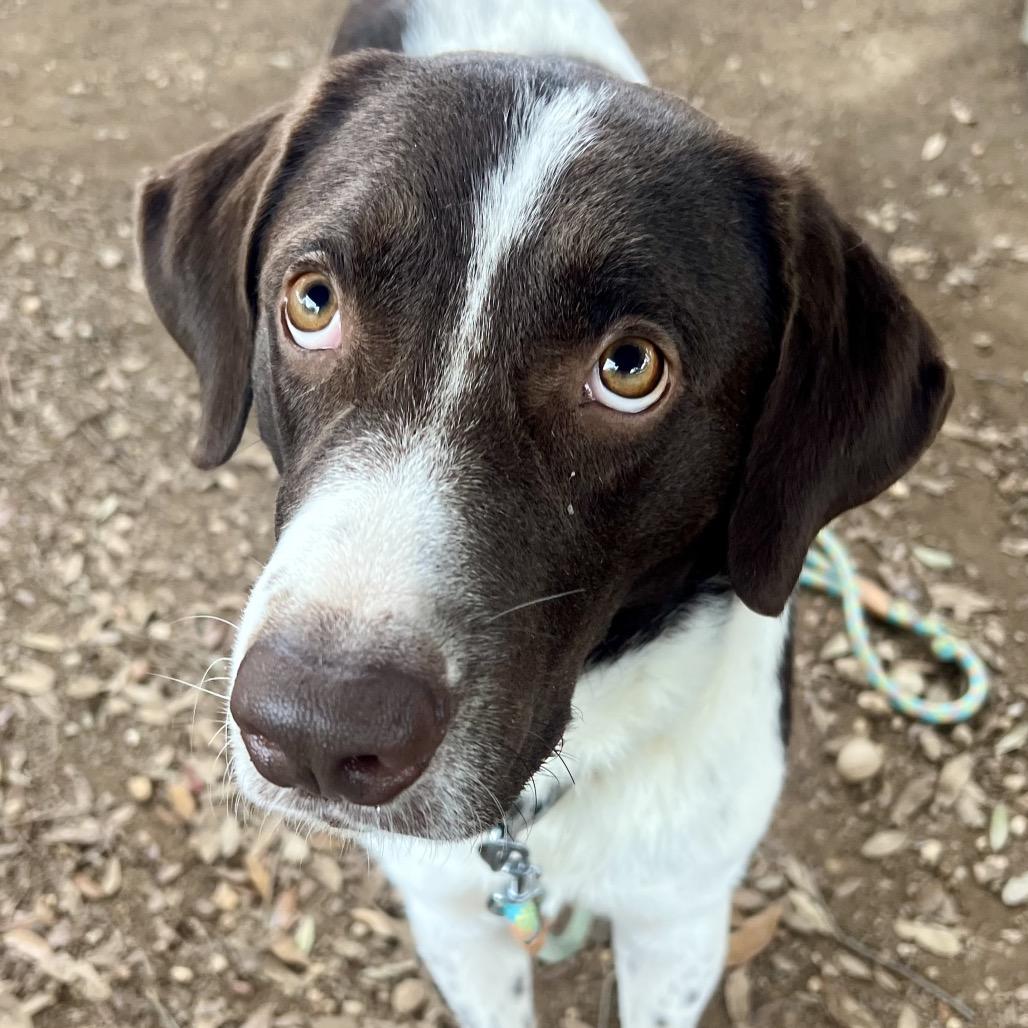 Enlarge Frankincense, a Adoptable mixed breed in Austin, TX image 5/6