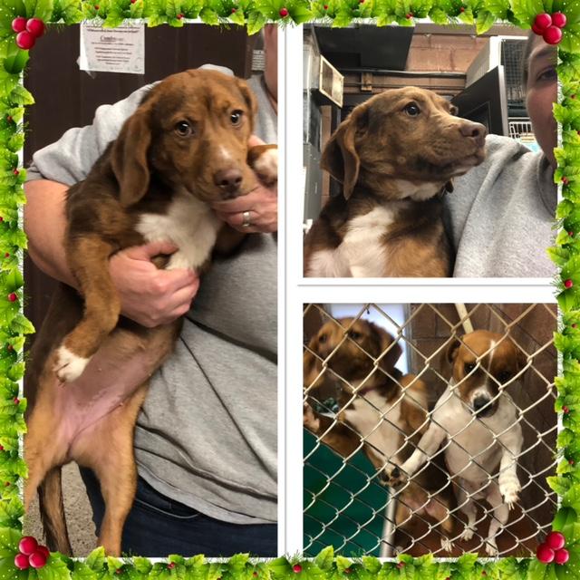 ANGEL GRACE, ADOPTABLE, Puppy Female Beagle.