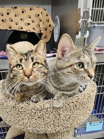 Ash, Adoptable, Adult Male Domestic Short Hair & Domestic Short Hair.