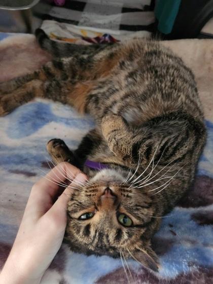 Enlarge Ash, a Adoptable mixed breed in Shawano, WI image 2/3