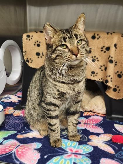 Enlarge Ash, a Adoptable mixed breed in Shawano, WI image 3/3