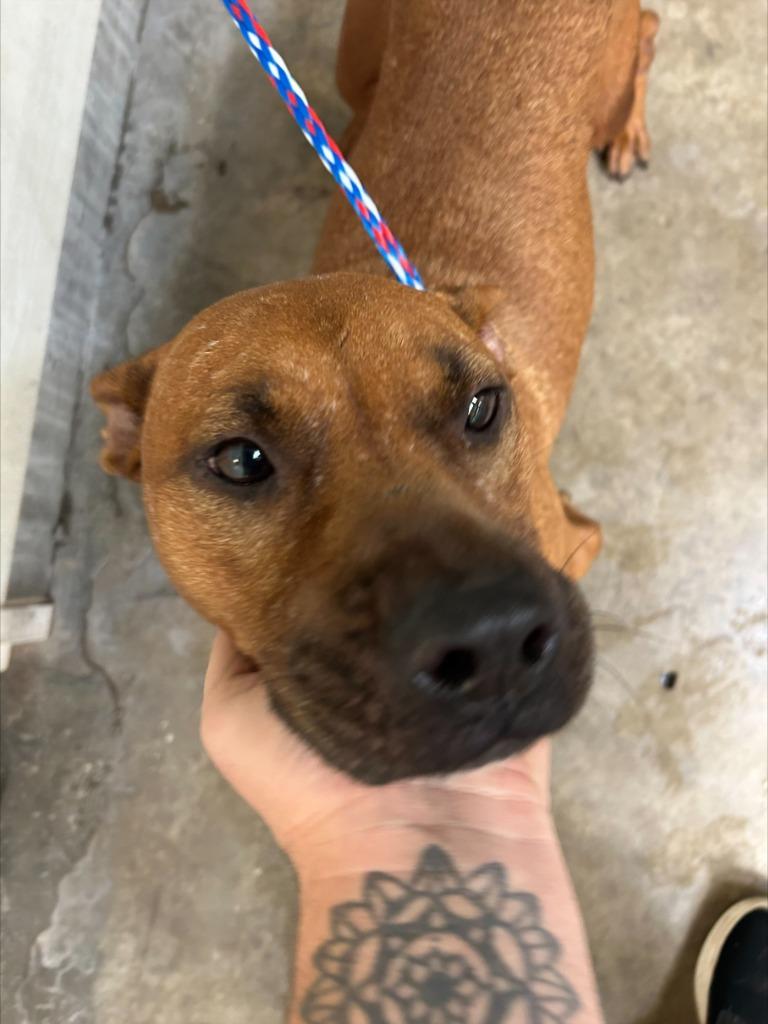 Enlarge Dog Kennel #9 Muttley/Marley, a Adoptable mixed breed in Greenville, TX image 1/3