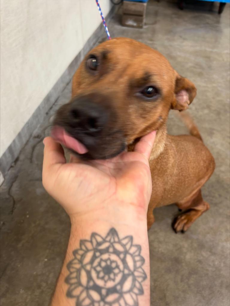 Enlarge Dog Kennel #9 Muttley/Marley, a Adoptable mixed breed in Greenville, TX image 2/3