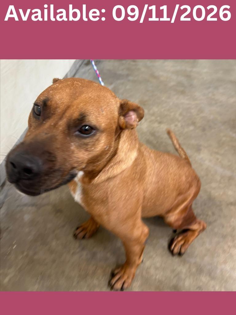 Enlarge Dog Kennel #9 Muttley/Marley, a Adoptable mixed breed in Greenville, TX image 3/3