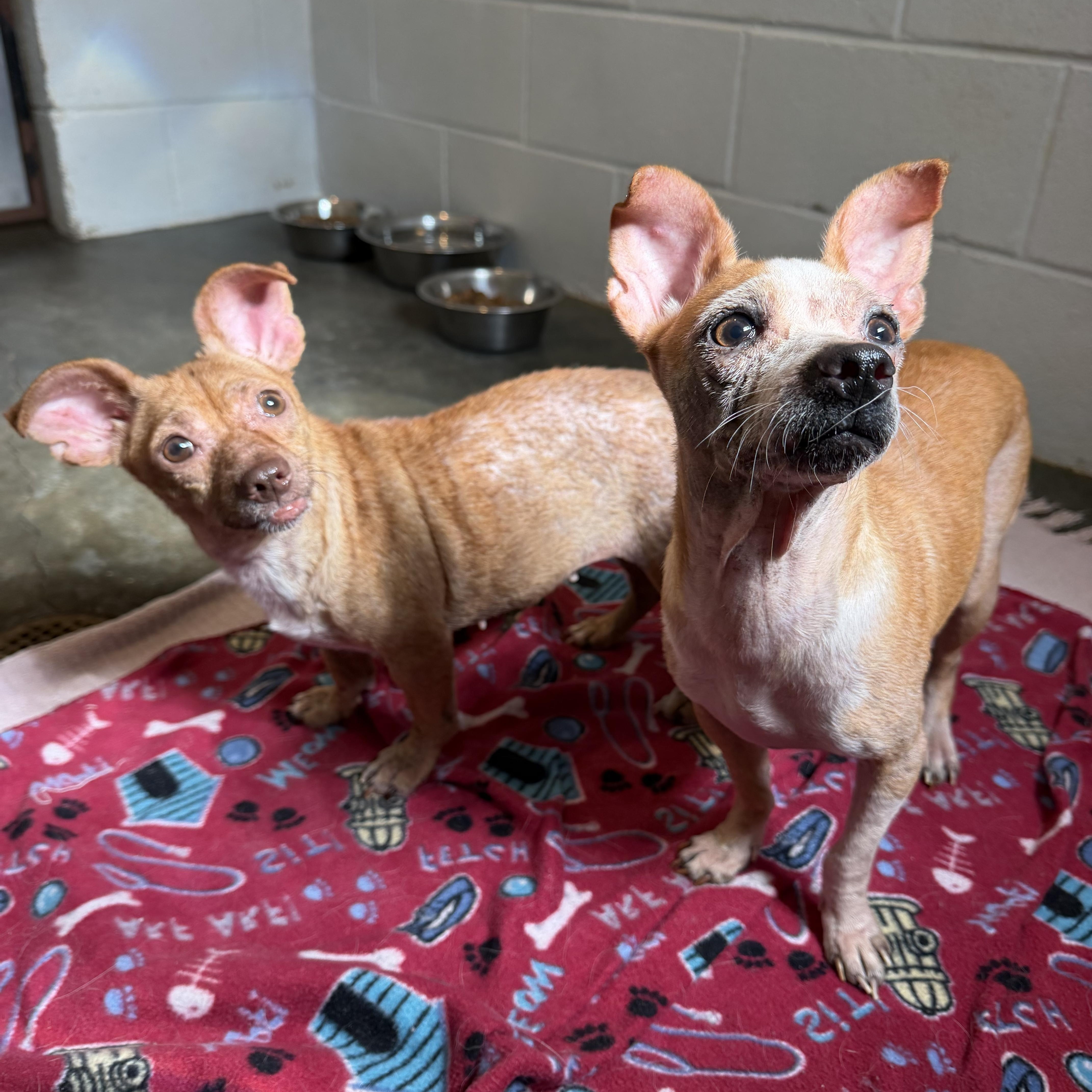 Mimi 2, a ADOPTABLE mixed breed in Barnegat, NJ image 2/2