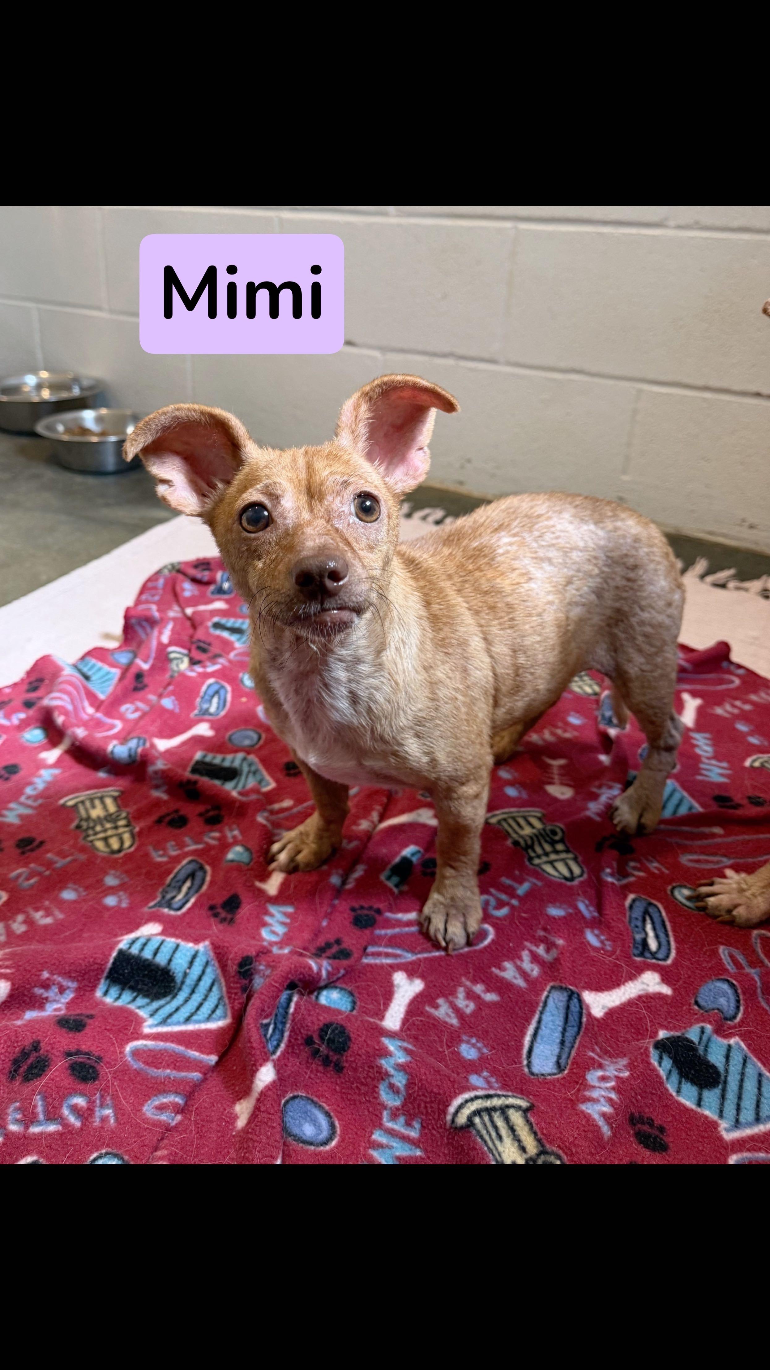 Mimi 2, a ADOPTABLE mixed breed in Barnegat, NJ image 1/2