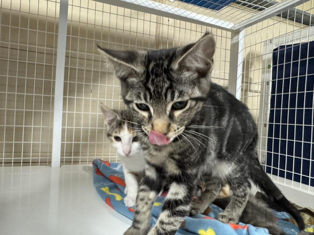 Enlarge Oolong, a Adoptable Domestic Short Hair in San Luis Obispo, CA image 5/5