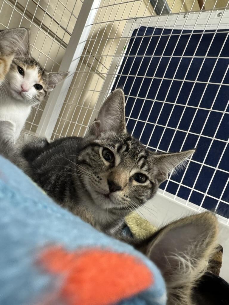 Enlarge Oolong, a Adoptable Domestic Short Hair in San Luis Obispo, CA image 4/5