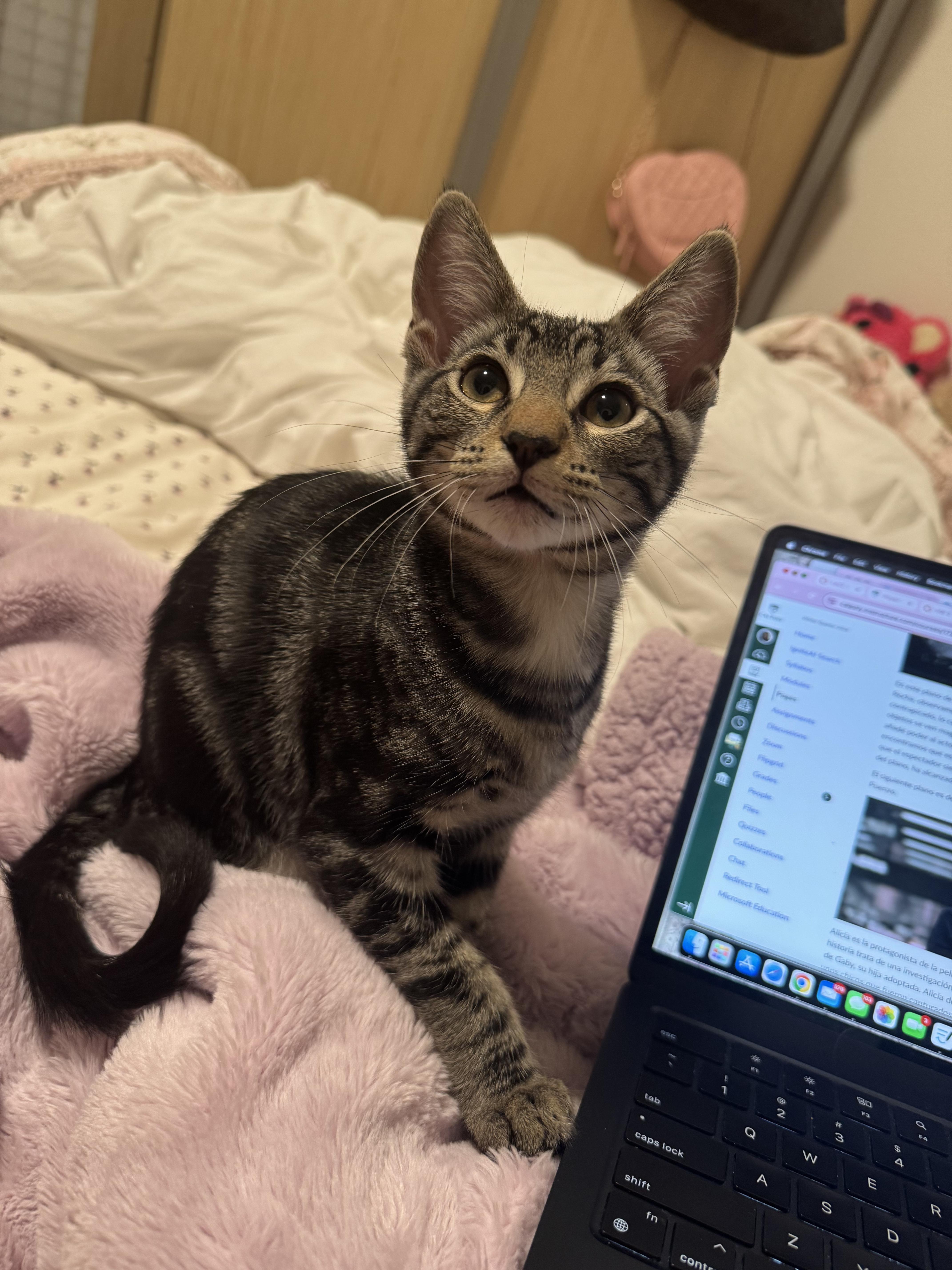 Enlarge Oolong, a Adoptable Domestic Short Hair in San Luis Obispo, CA image 1/5