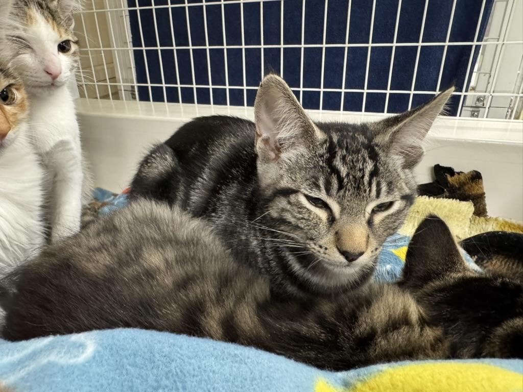 Enlarge Oolong, a Adoptable Domestic Short Hair in San Luis Obispo, CA image 3/5