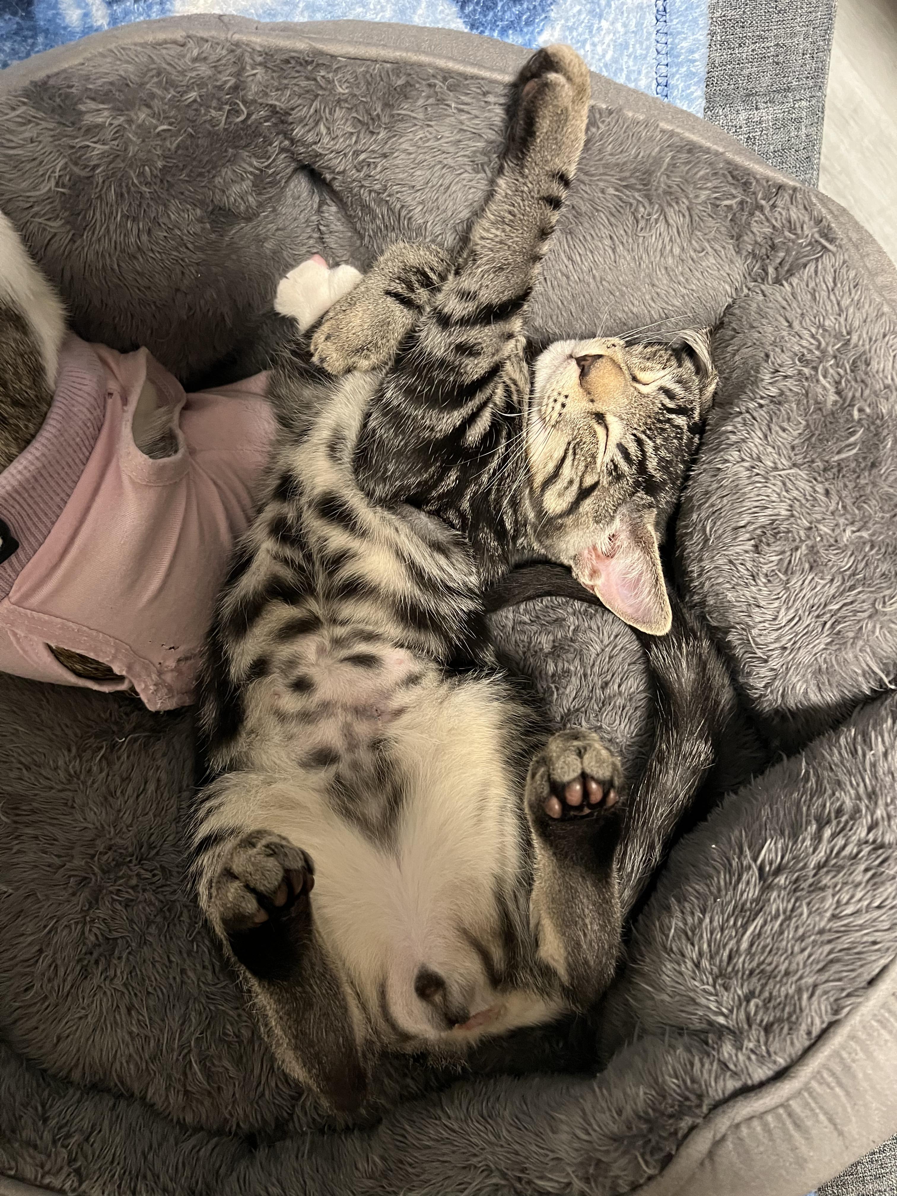 Enlarge Oolong, a Adoptable Domestic Short Hair in San Luis Obispo, CA image 2/5